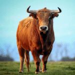 The Bull [Unlimited Money] Mod Apk v1.2.2